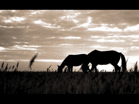 Видео: Путешествия в СССР. Казахстан 1963-1965