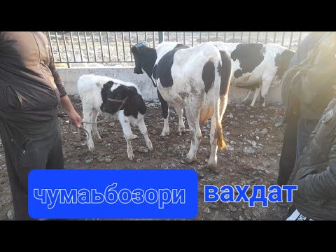 Видео: МОЛБОЗОРИ ВАХДАТ ГОВОИ ГУСОЛАДОР БУКАХОИ КАЛОНУ МАЙДА САВДО ШИД