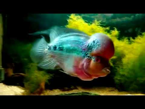 Видео: #Aquarium. Фловерхорн на выставке.  Show.