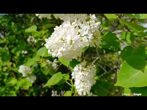 Видео: Остров Валаам ( 2025 )