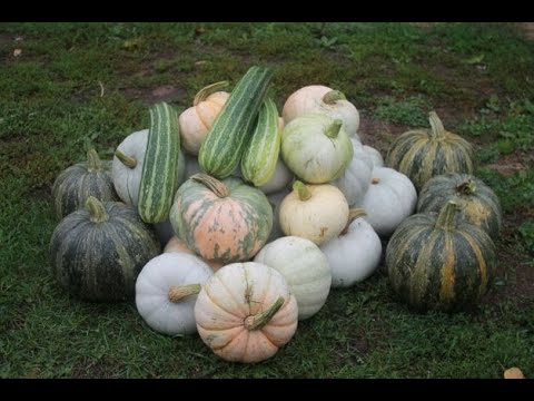 Видео: ПОЧЕМУ БЕЗ  ТЫКВЫ КУР ДЕРЖАТЬ НЕЛЬЗЯ !!!