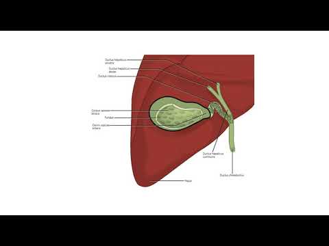 Видео: Жлъчен мехур и извънчернодробни жлъчни пътища (4:26) ┃teoriyata.com