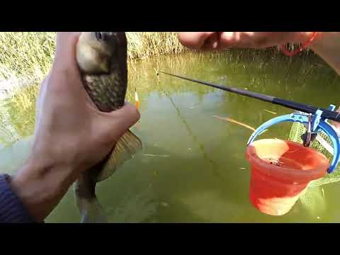 Видео: 🔥🔥🔥Карась в холодній воді. Гарна риба. На лимані все вдалось )🐠 #fishкарась #fishing #карась #лиман