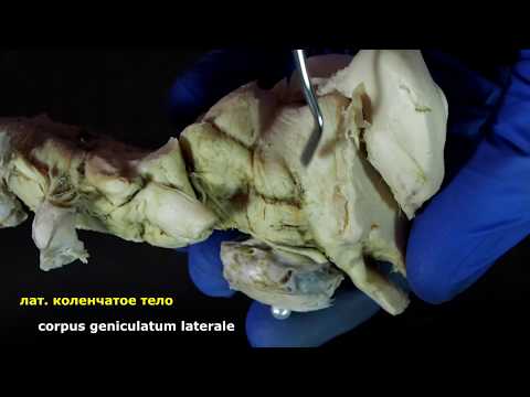 Видео: средний мозг (mesencephalon)