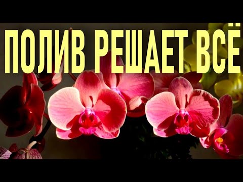 Видео: СТАКАН ВОДЫ, КОТОРЫЙ РЕШИТ ВСЁ. ИЛИ ПОЛИВ ОРХИДЕЙ ВО ВРЕМЯ ЦВЕТЕНИЯ! СПЕЦИФИКА ПОЛИВА ОРХИДЕИ! 🌞🌞🌞