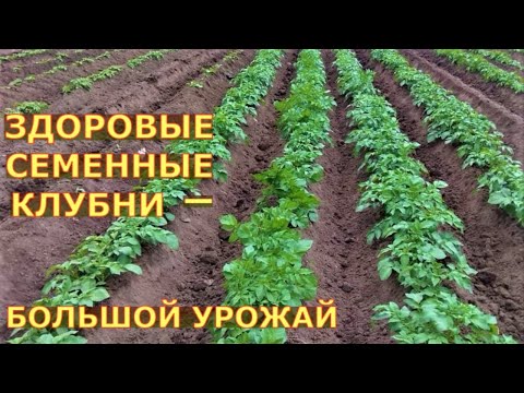 Видео: Как оздоравливают картофель? От начала до результата.