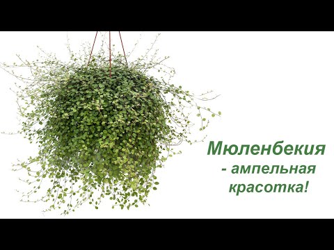 Видео: Мюленбекия - моя ампельная красотка в стиле Прованс!