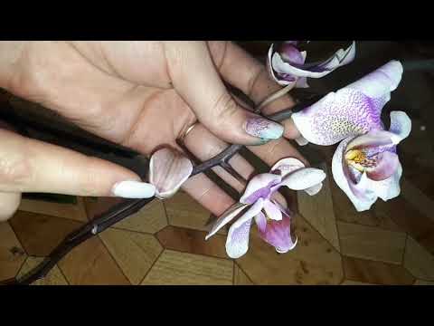 Видео: ОРХИДЕИ кричат SOS!!!! Спасение орхидей, посадка