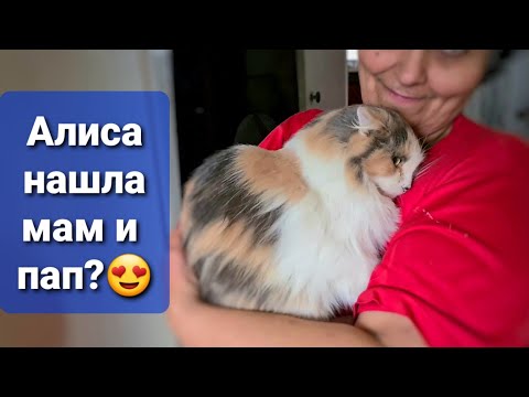 Видео: Алису забирают в Ростов😍 У Перса совсем плохо с ушком🤦‍♀️