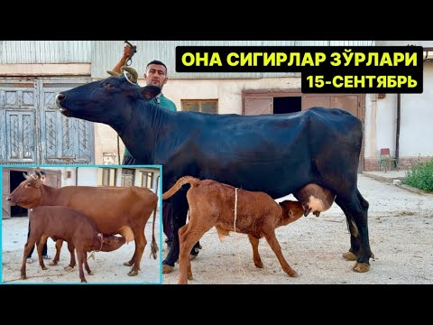 Видео: ОНА БОЛА СУТДОР СИГИРЛАР ЗЎРЛАРИ Мирзабек оға Янгиариқ 15-сентября 2025 г.