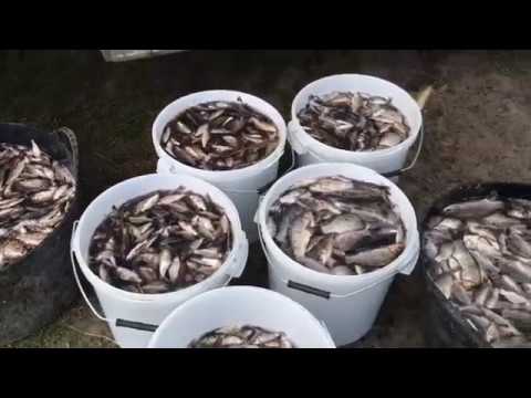 Видео: Зариблення Тернопільського ставу весна 2019