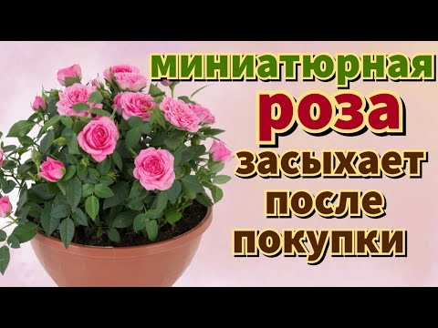 Видео: Миниатюрная РОЗА В ГОРШКЕ. Как сохранить после покупки