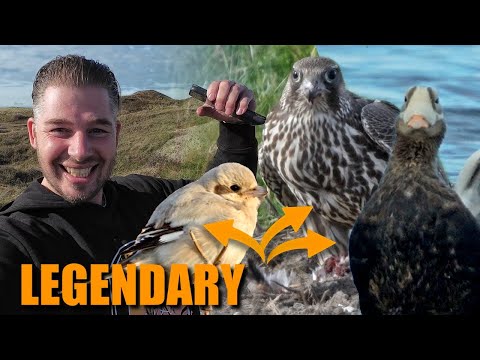 Видео: ЛЕГЕНДАРНЫЕ голландские выходные наблюдения за птицами на Текселе 2025