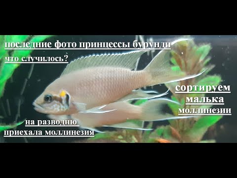 Видео: моллинезия(сортировка),принцесса бурунди - нечаянная смерть.хелены на разводне!