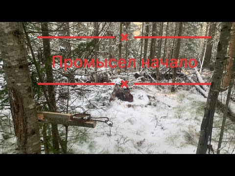 Видео: Промысел Начало Таёжный быт! Открываю капканы на Соболя