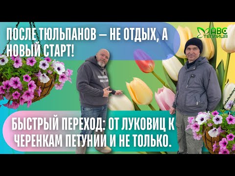 Видео: Однолетники в теплице: быстрый старт после срезки. Что сажать после тюльпанов?