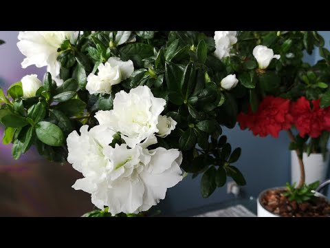 Видео: Фитильный полив АЗАЛИИ. Азалия на фитиле