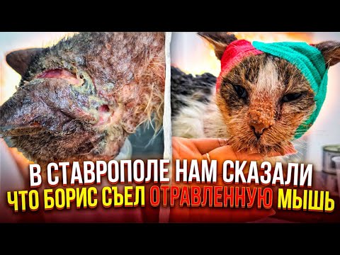 Видео: Везём Леди и Бориса в клинику Ставрополя. Смотрим с Валерой дом. Борис съел отравленную мышь🤦‍♀️