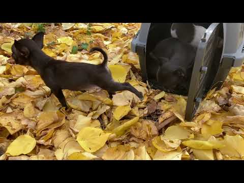 Видео: Первая прогулка на улице #чихуахуа #купитьчихуахуа 