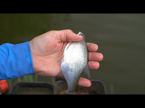 Видео: Летняя рыбалка на фидер на озере. Ловим всё что клюнет.