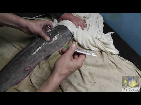 Видео: Получение потомства от клариевого сома ! Obtaining offspring from Klarievom catfish