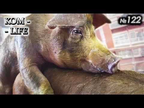 Видео: Праздник у Косолапого