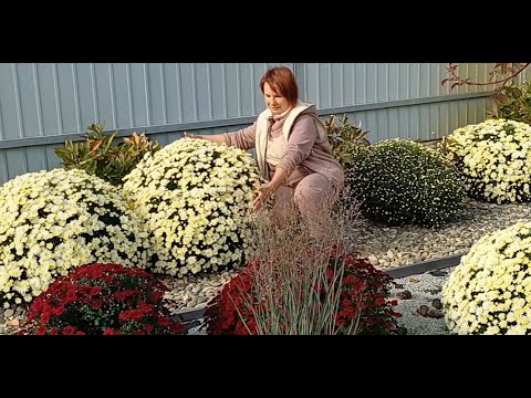 Видео: Самые секретные секреты моих хризантем.Как всё начиналось.