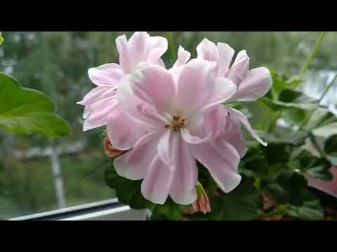 Видео: Мои пеларгонии в конце лета.