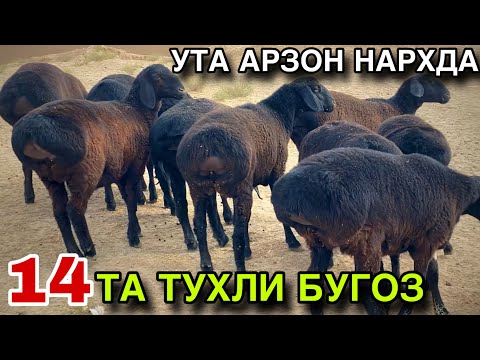 Видео: 14 ТА ТУХЛИ БУГОЗ КУЙЛАР СОТИЛАДИ! ДЕХКОНДАН БИРИНЧИ КУЛ! 