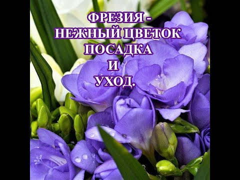 Видео: Фрезия.  Посадка и уход. Все просто!