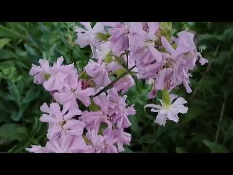 Видео: Обзор со двора🌹
