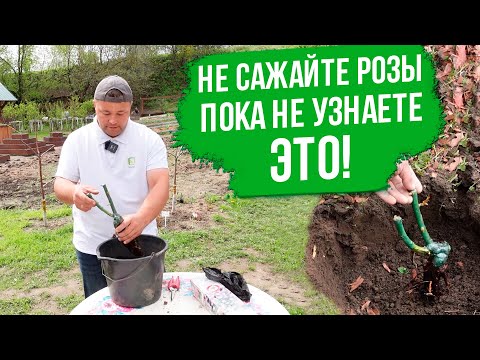 Видео: Посадка розы весной в открытый грунт. Как правильно сажать розу из коробки.