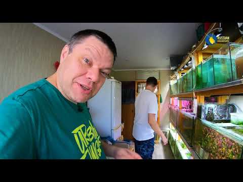 Видео: Ученик ютуба аквариумист Айрат.  Зеленодольск