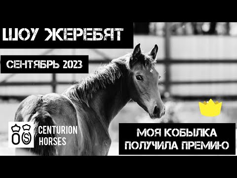 Видео: Моя кобылка на Шоу жеребят Ольденбургского Союза Германии 2023г