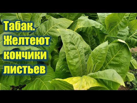 Видео: Обзор 10 сортов табака 29.06.2025 | Желтеют кончики листьев