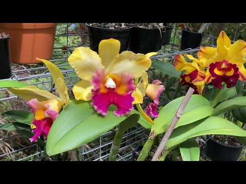 Видео: Цветение Мая! Австралийская Зима на Пороге 🥶 Изысканное Золото.Каттлеи и Ванда. V. Somsri Glory Blue