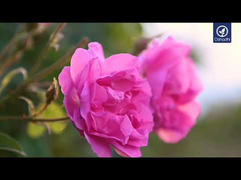 Видео: История Дамасской розы.