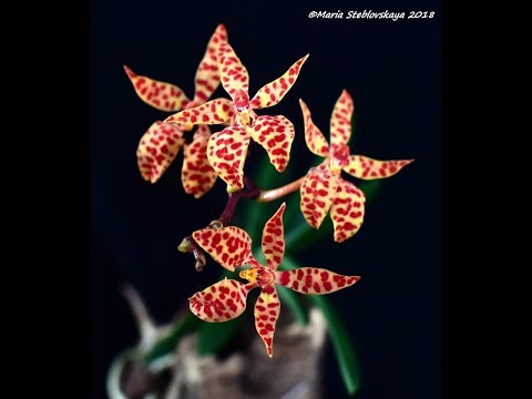 Видео: RENANTHERA MONACHICA  -  описание и основы ухода