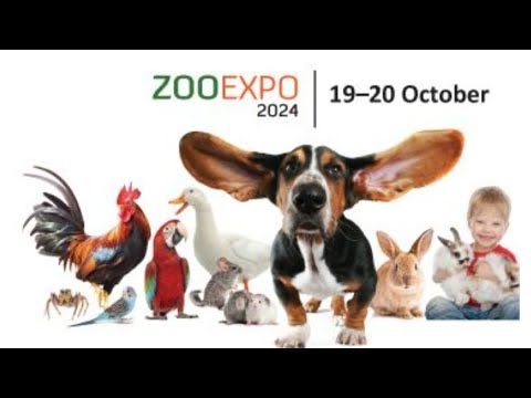 Видео: ZooExpo 2024 выставочный холл Кипсала,Рига, Латвия/ разные породы кошек и собак,птицы, кролики