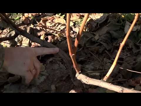 Видео: Зеленый сад фильм № 386 "Виноград. Малина" 15.10.22г. г. Хабаровск zeleniisad.ru