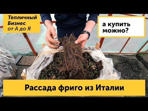 Видео: Рассада фриго из Италии. Кабрильо и Мурано - топовые сорта земляники (клубники) на 2019 год