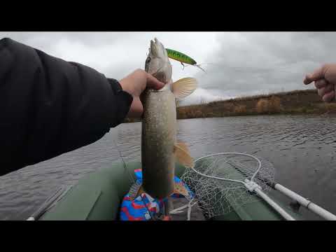 Видео: Ловля щуки в октябре