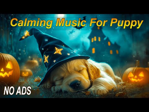Видео: 3 ЧАСА музыки для собачьей терапии 🎶 Выпуск на Хэллоуин 🎃 Снятие стресса, отсутствие лая и исцелен