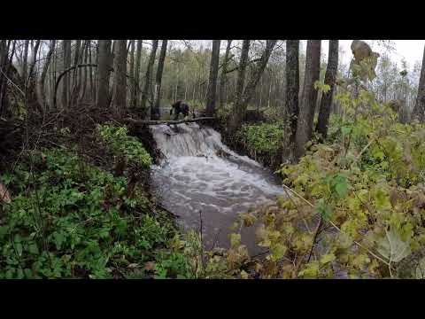 Видео: Бобровая плотина.Разборка