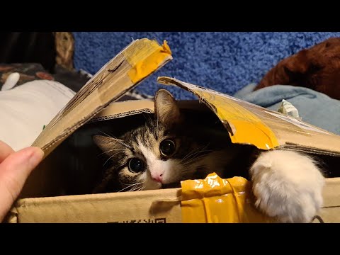 Видео: Сово-распаковка загадочной пухлой посылки из Китая и запаковка котика