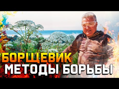 Видео: Борщевик - как избавиться от него навсегда? \ Главные методы борьбы на практике