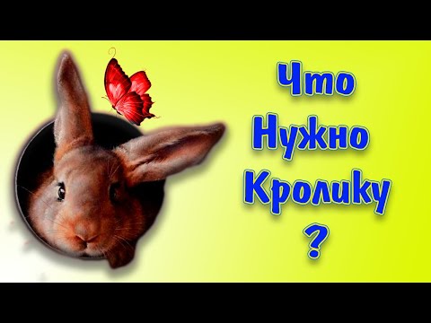 Видео: Что купить для кролика кроме клетки? Обзор вещей для кролика