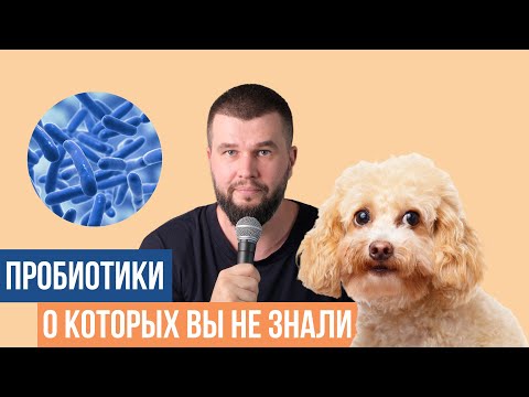 Видео: 2 новых пробиотика для собак