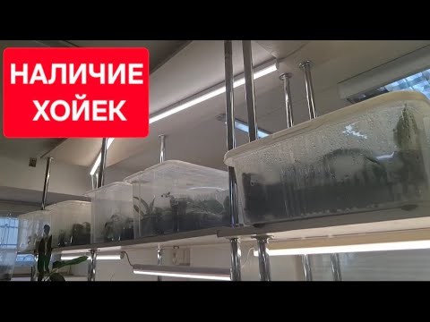 Видео: Хойи. Полный обзор черенков в наличии. Показываю взрослые растения для примера.видео от 06.10.2025г.