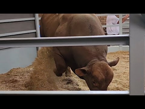 Видео: Сегодня мы на аукционе Brangus!